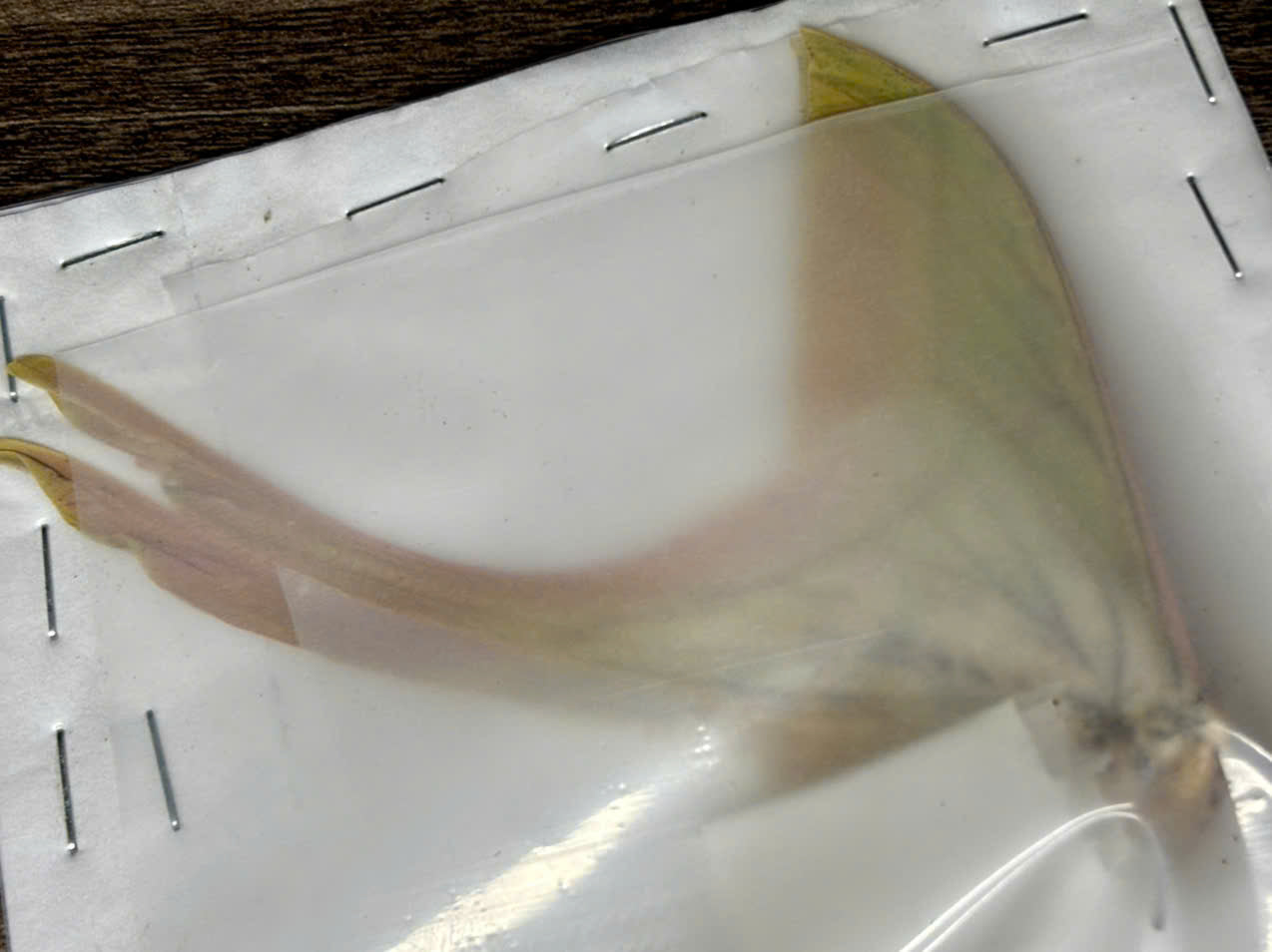 Actias rhodopneuma(Male)*1pcs for collecting or framing (Wingsclose)