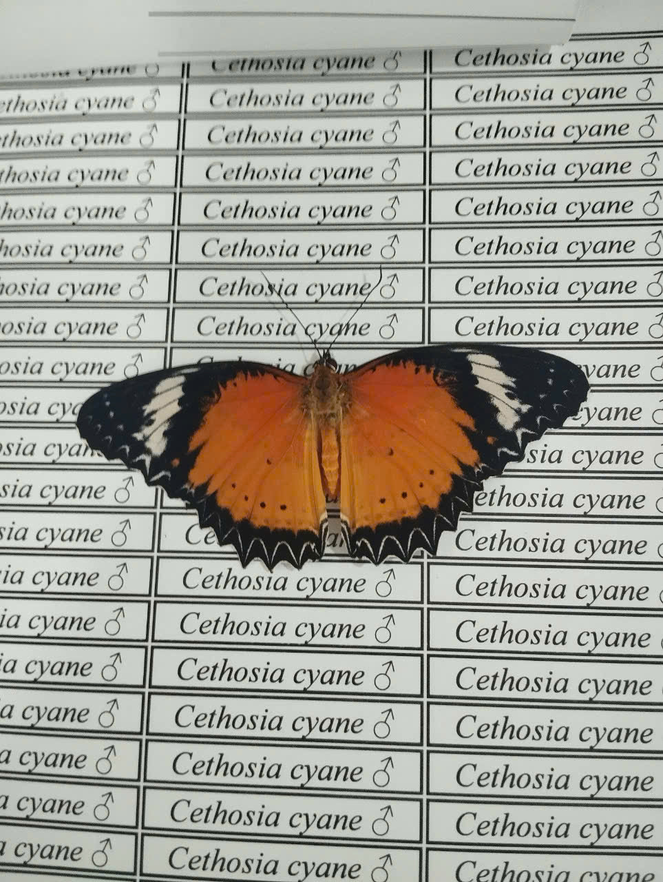 20 pcs Mix A1 Butterflies