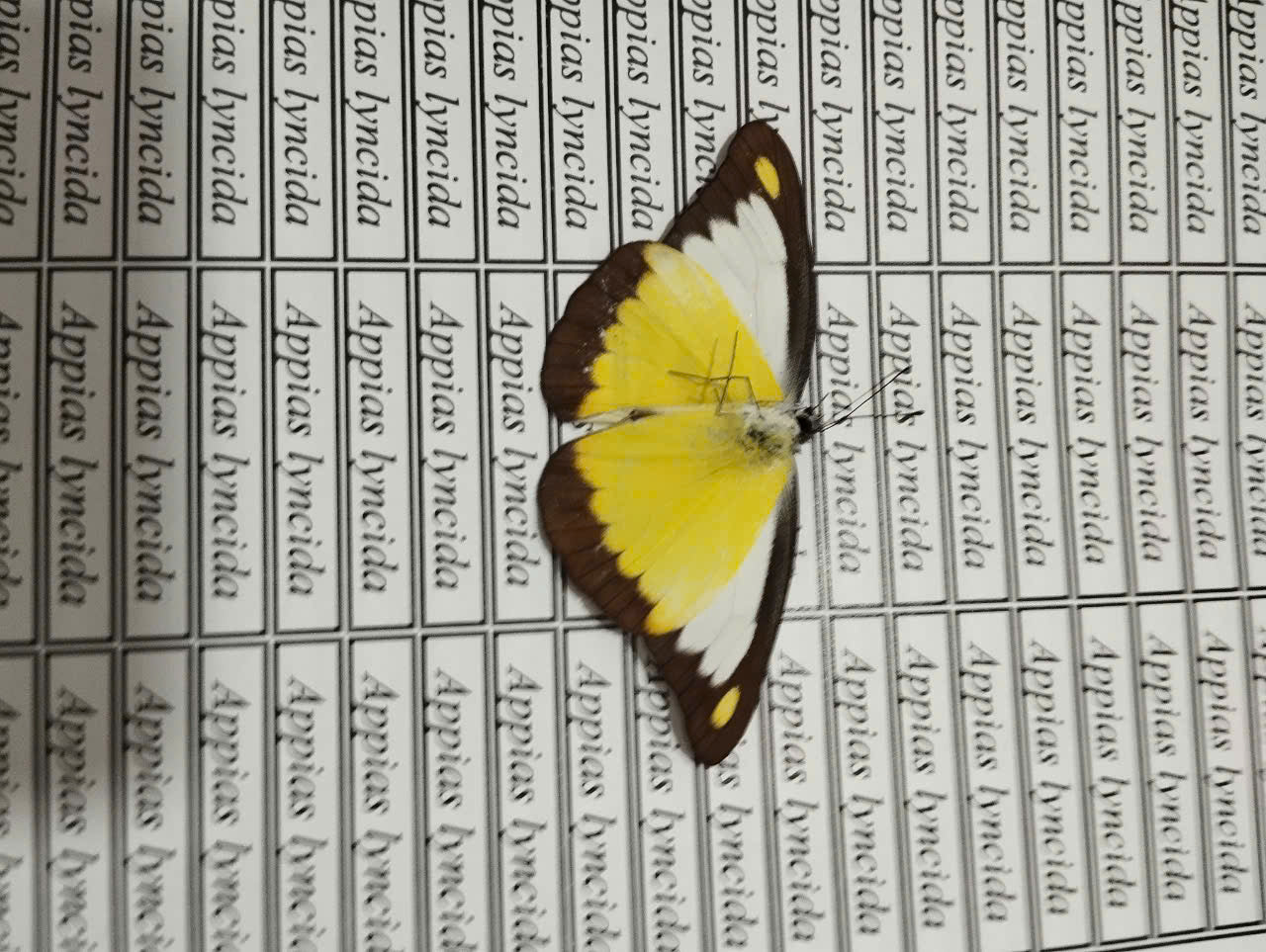 20 pcs Mix A1 Butterflies