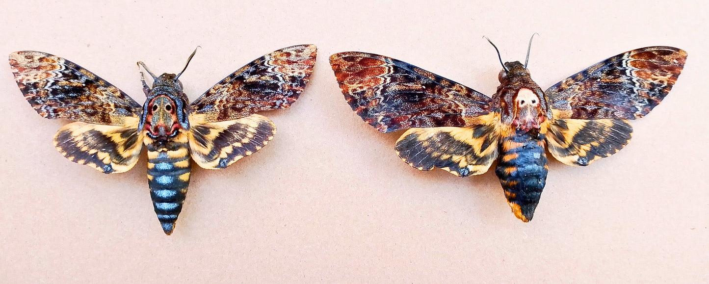 Death's-head Hawk-moth, 1 pair(male+female) Real Skull Acherontia Death Head Moth Silence Lambs