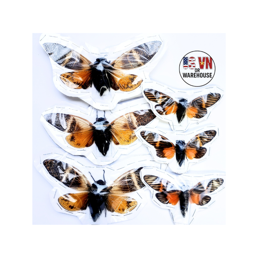 Cicadas*combo 6 mix Cicadas – Dried Insect Specimens for Art, Framing