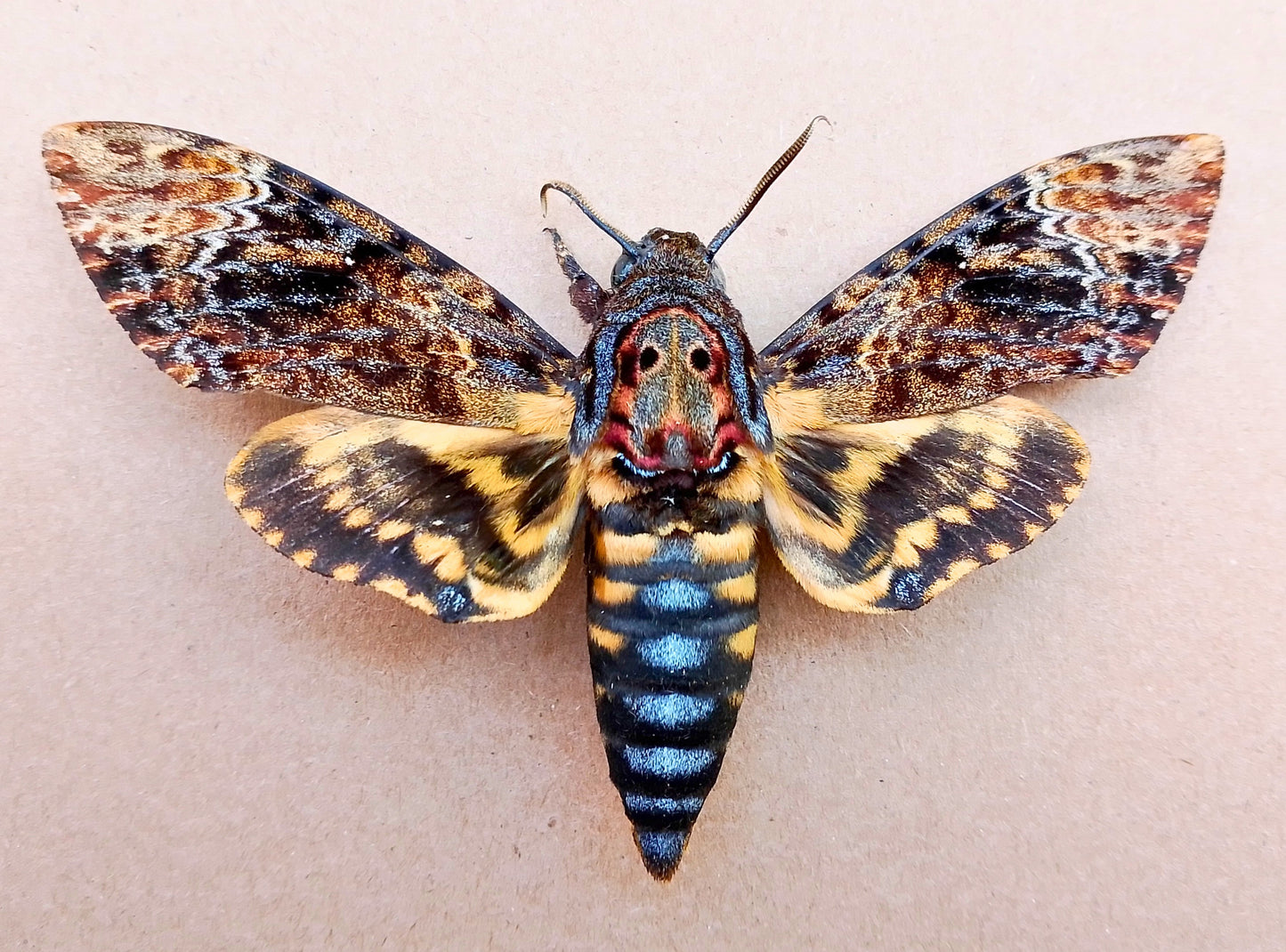 Death's-head Hawk-moth, 1 pair(male+female) Real Skull Acherontia Death Head Moth Silence Lambs