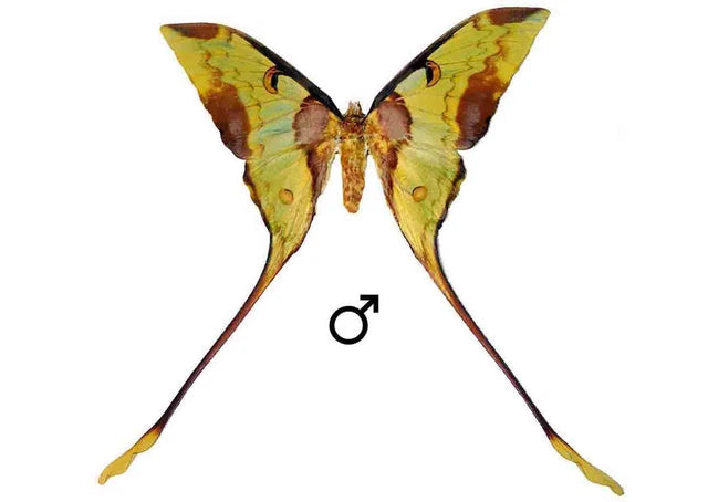 Real Long-Tailed Silkmoth (Actias maenas) - Wings Closed - Dry Specimen - Rare Saturniidae Moth