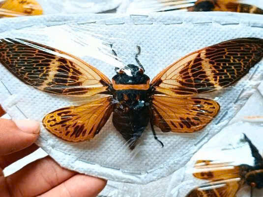 1 Angamiana floridula Red Orange Cicada Mounted | Real Specimen Wings Spread | Entomology Display Decor
