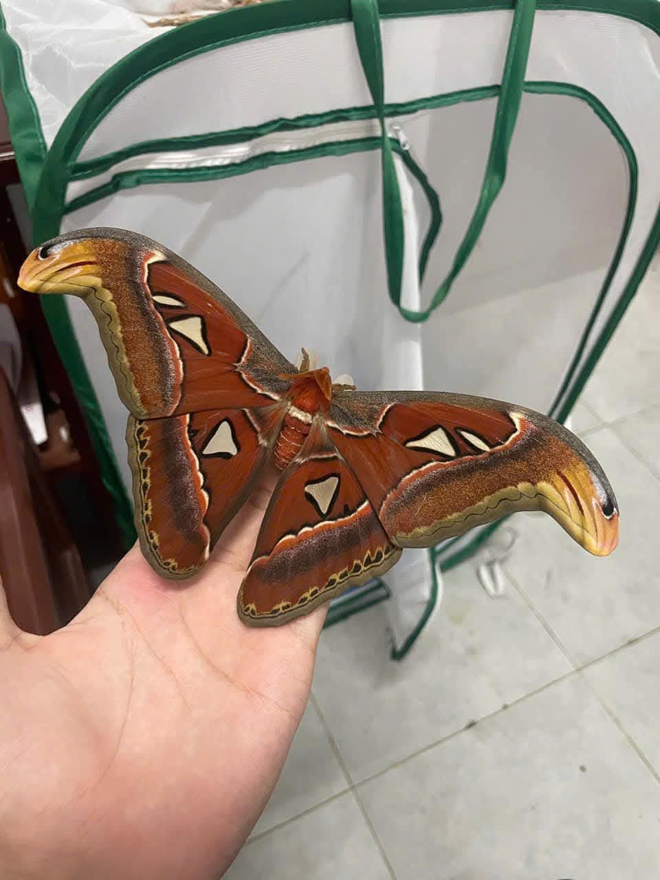Attacus atlas – Giant Silk Moth Dry Specimen for Collecting or Framing