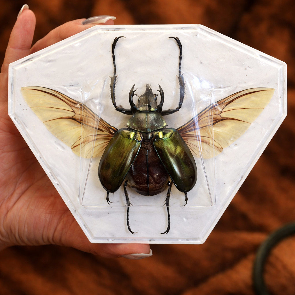Chalcosoma Rhinoceros Beetle Specimen | Wings Spread Open | Real Giant Beetle | Entomology Display