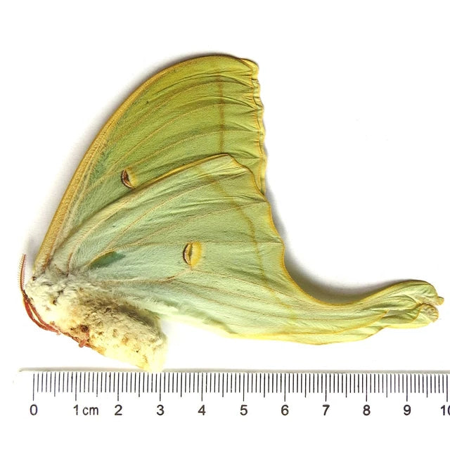 Actias Selene Dried Insect Pack of 1 - Closed-Wing Real Moths for Taxidermy, Unmounted Lepidoptera Display (in US)