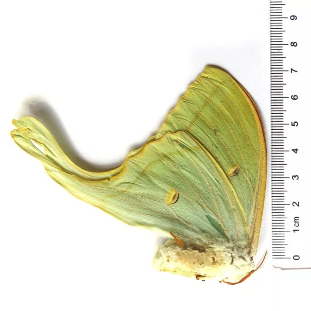 Actias Selene Dried Insect Pack of 1 - Closed-Wing Real Moths for Taxidermy, Unmounted Lepidoptera Display (in US)