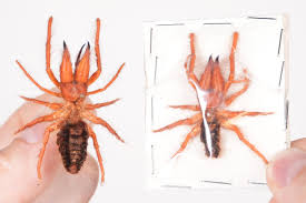 Dinorhax rostrumpsittaci – Rare Solifugae Preserved Specimen