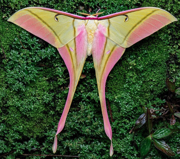 Actias rhodopneuma(Male)*1pcs for collecting or framing (Wingsclose)