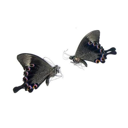 Papilio Butterfly Specimens (Closed Wings), 2 PCS