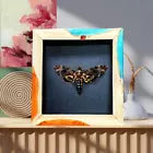 Framed (epoxy wood frame) Death’s Head moth A.Lachesis moth home decor *DHM_F06