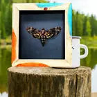 Framed (epoxy wood frame) Death’s Head moth A.Lachesis moth home decor *DHM_F06