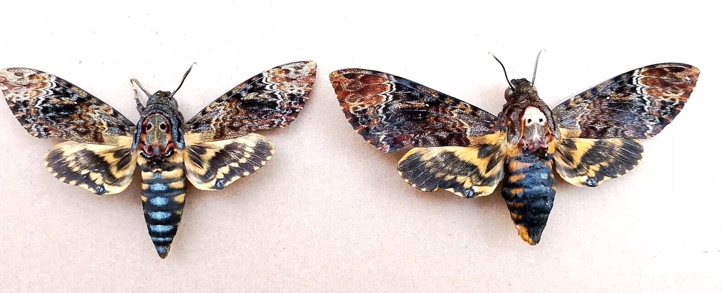Death's-head Hawk-moth, 1 pair(male+female) Real Skull Acherontia Death Head Moth Silence Lambs