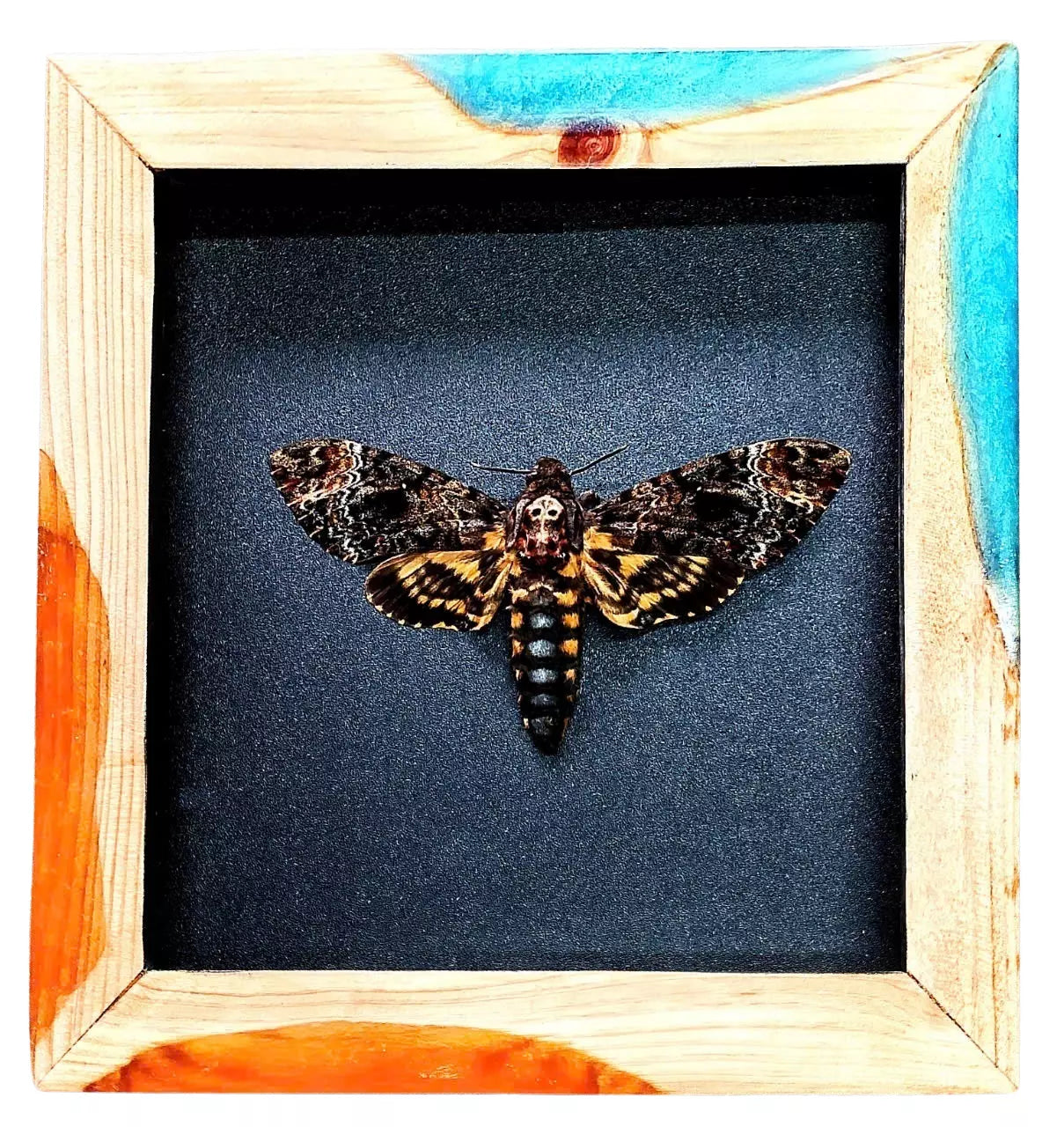 Framed (epoxy wood frame) Death’s Head moth A.Lachesis moth home decor *DHM_F06
