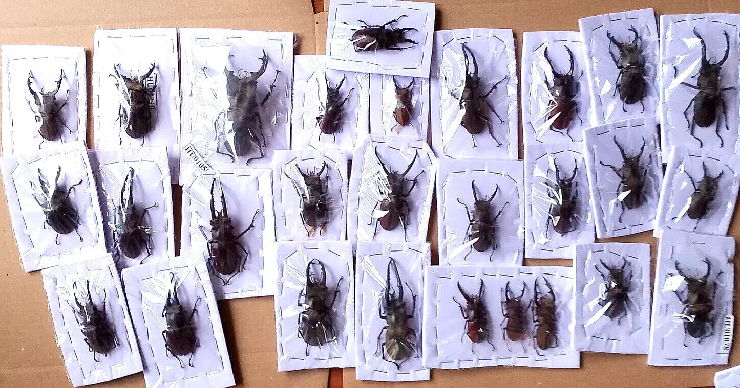 Beetle**Insect*30pcs*Lucanidae from Vietnam North?