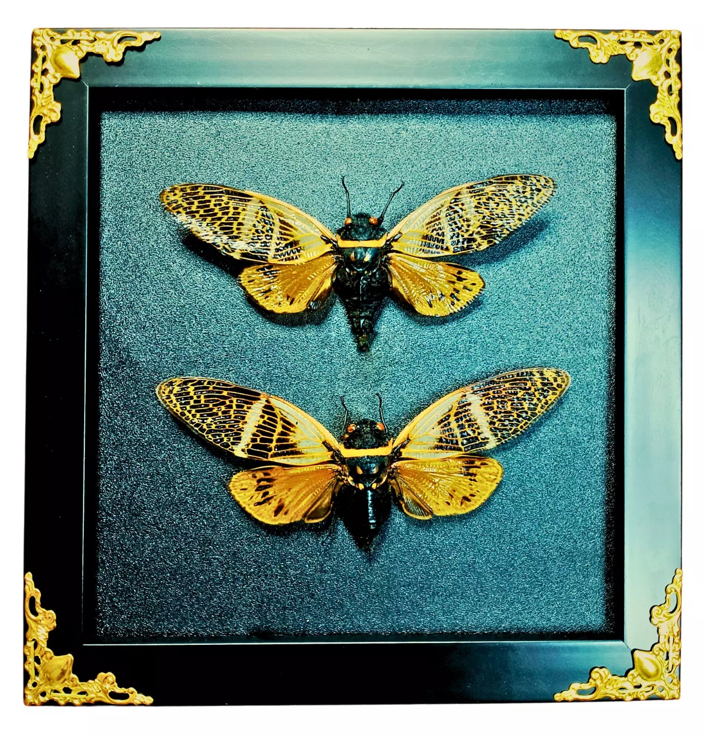 Real Framed Cicada Beetle Butterfly Shadow Box Insect Unique Entomology Specimen