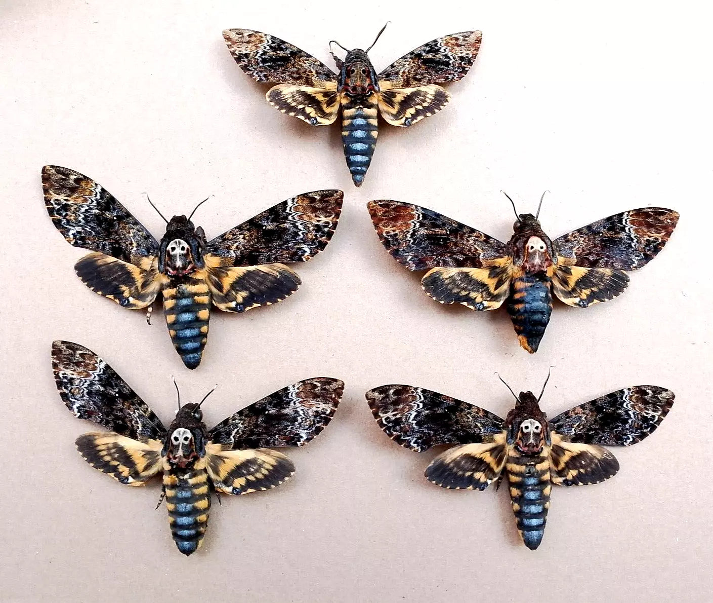 Death's-head Hawk-moth, 6 Real Moth Taxidermy Insect Death Skull Moth Oddities Wall Art Goth Decor