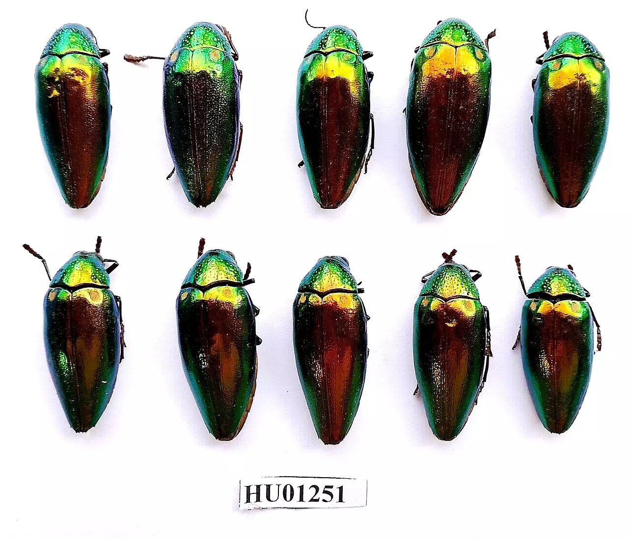 Buprestidae **Cerambycidae:10 colourful beetle