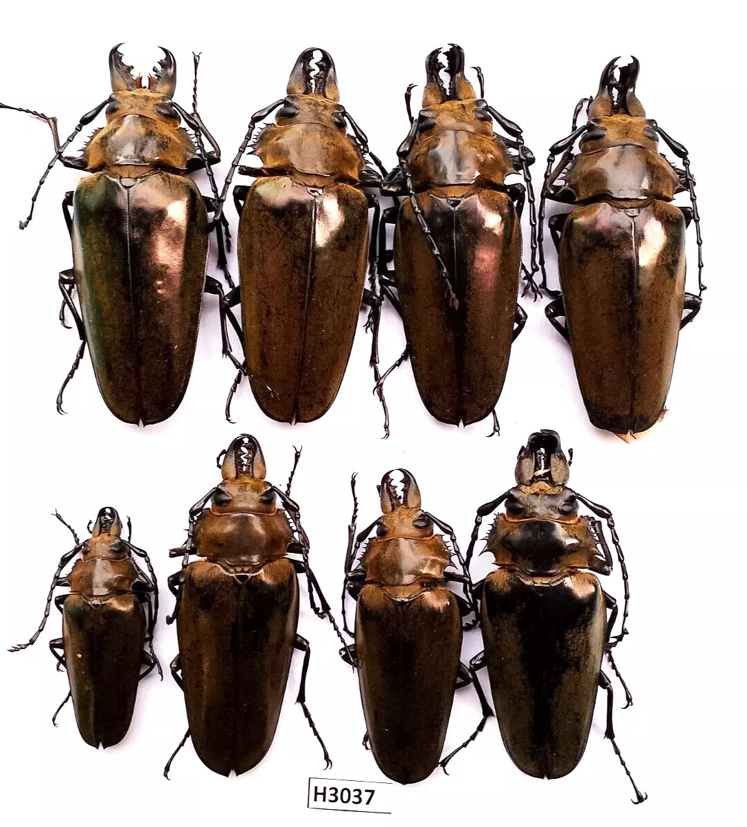 8 pcs Autocrates vitalisi**Insect**Cerambycidae**Autocrates vitalisi