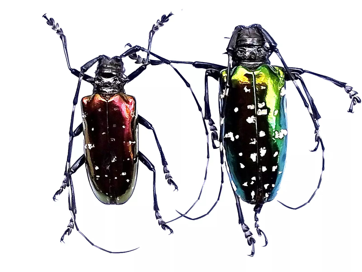 Anoplophora**2pcs Insect**Cerambycidae: Anoplophora A