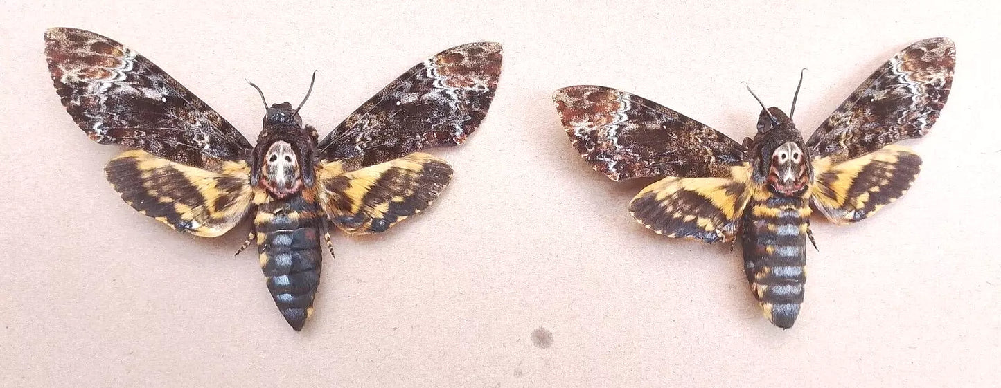 Death's-head Hawk-moth, 2 Female Real Skull Acherontia Death Head Moth Silence Lambs Butterfly Taxiderm