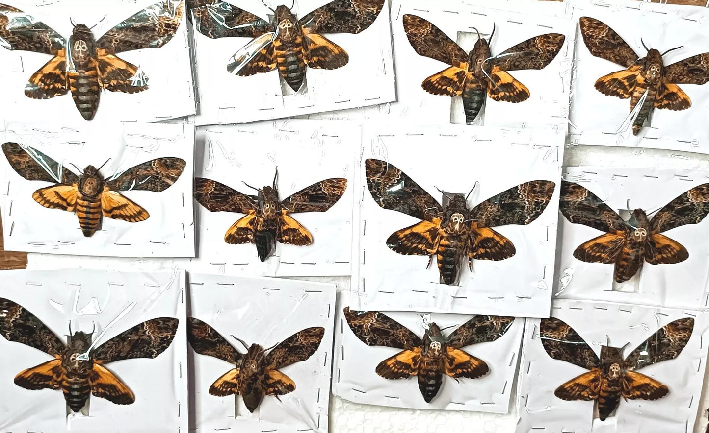 Death's-head Hawk-moth, 12 Real Moth Taxidermy Insect Death Skull Moth Oddities Wall Art Goth Decor