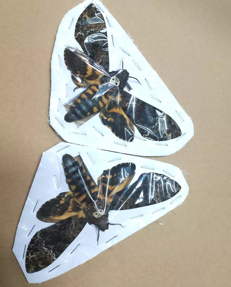 Death's-head Hawk-moth, 2 Female Real Skull Acherontia Death Head Moth Silence Lambs Butterfly Taxiderm