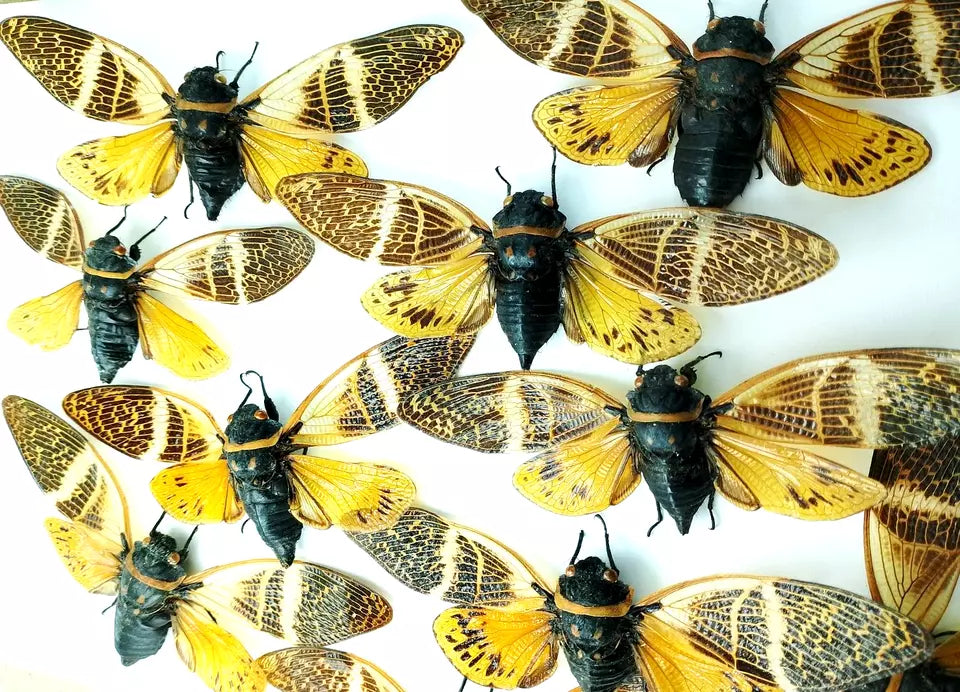 Angamiana floridula**Yellow Winged Cicada Specimen**Cicadas..Yellow. A1..10 Pcs
