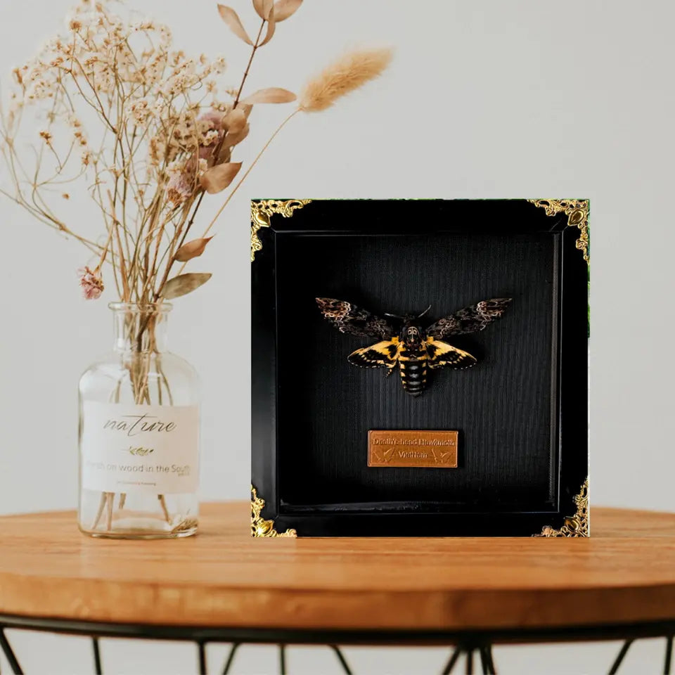 Real Acherontia Death Head Moth Frame, gift