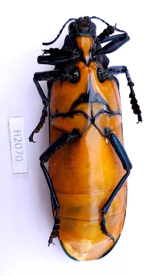 1 pcs Megaloxantha bicolor**Insects**VietNamNorth**Buprestidae-Chrysochroa* 74mm