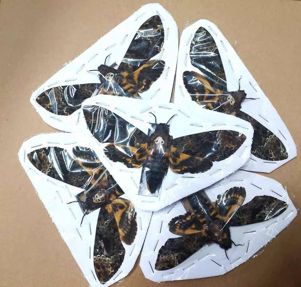 Death's-head Hawk-moth, 6 Real Moth Taxidermy Insect Death Skull Moth Oddities Wall Art Goth Decor