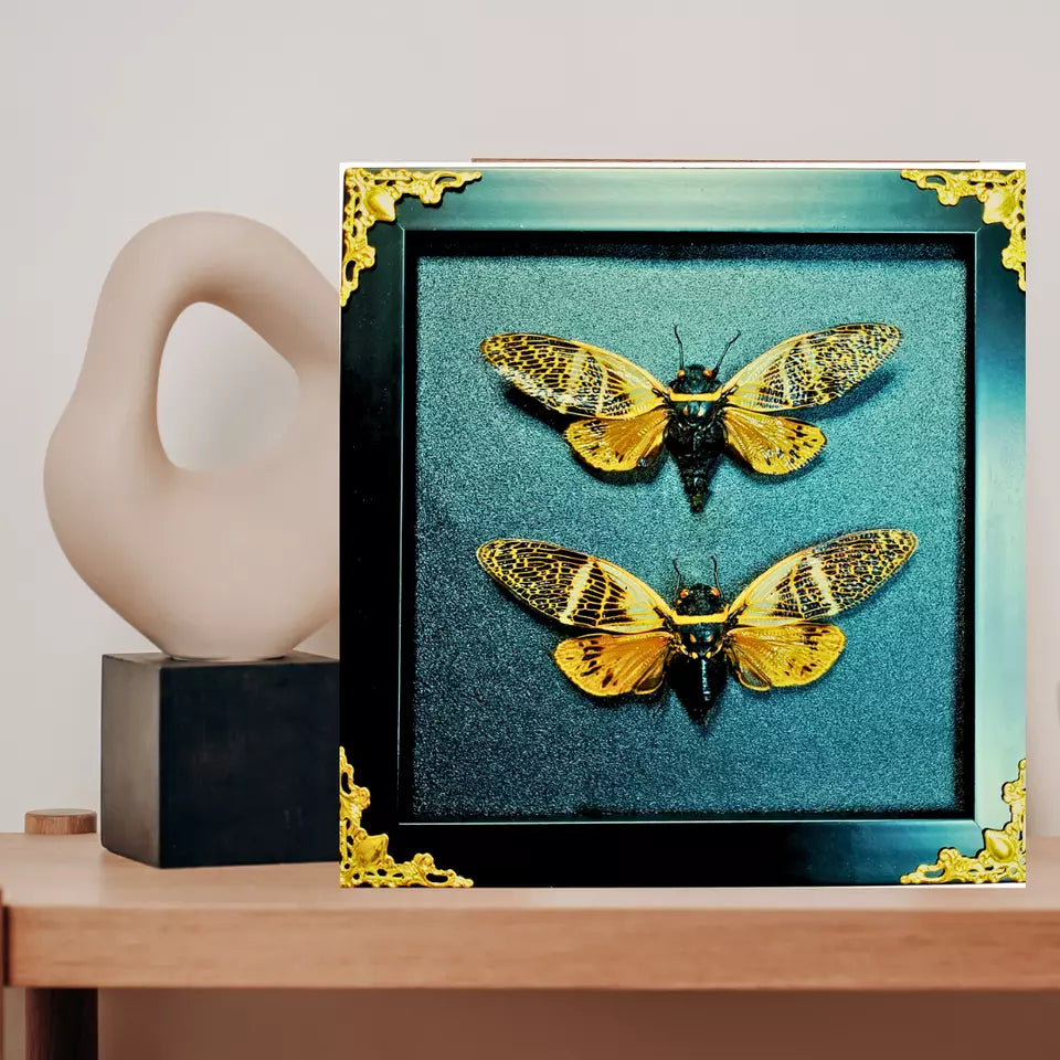 Real Framed Cicada Beetle Butterfly Shadow Box Insect Unique Entomology Specimen