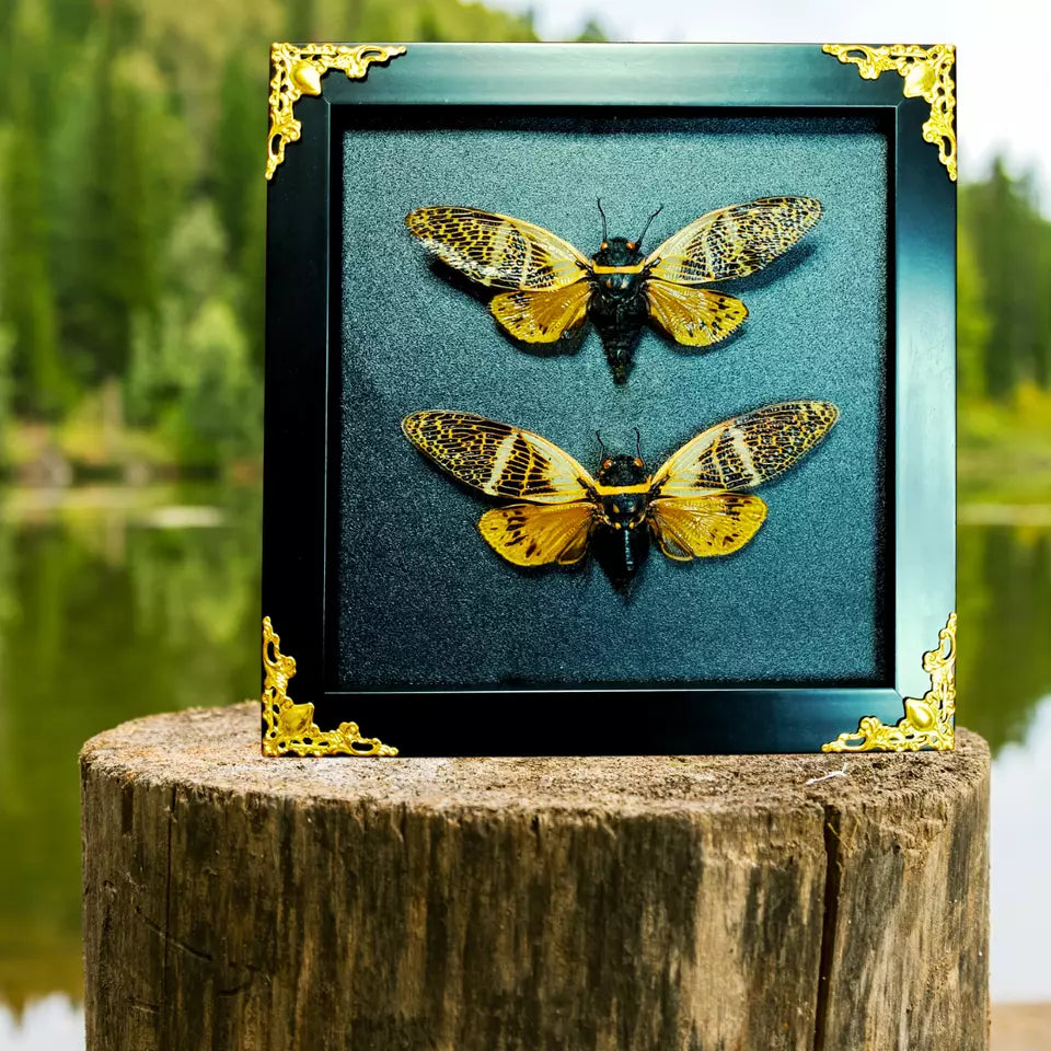 Real Framed Cicada Beetle Butterfly Shadow Box Insect Unique Entomology Specimen