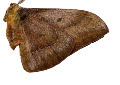 Salassa thespis – Real Silk Moth Specimen (A1 Quality)