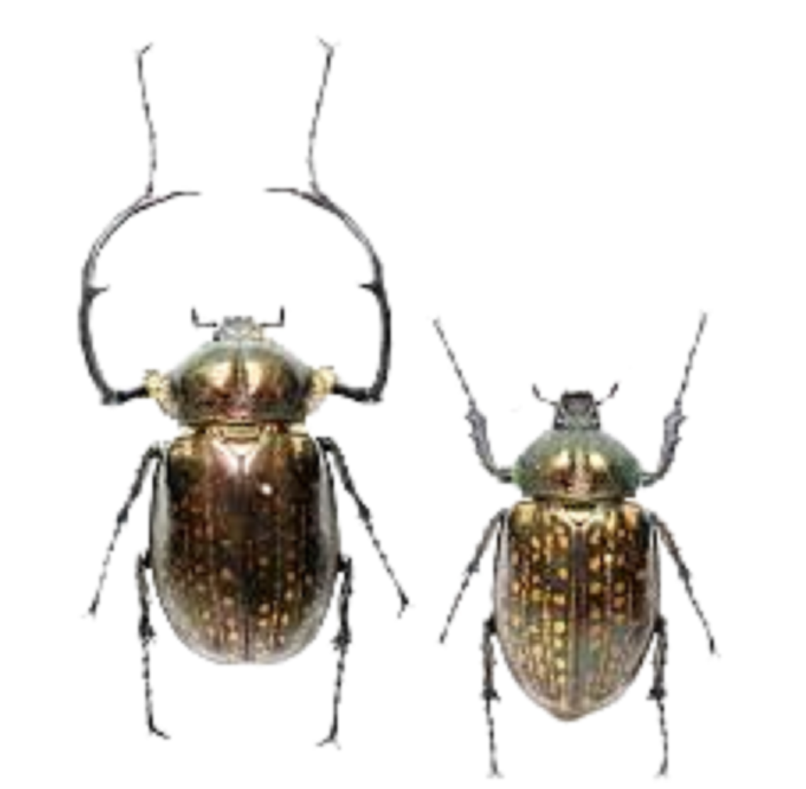 Cheirotonus battareli*(In US) 1 pairs Cheirotonus battareli real long armed beetle