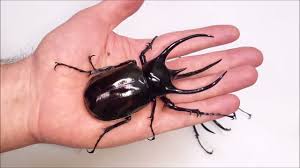 Chalcosoma Rhinoceros Beetle Specimen | Wings Closed | Real Giant Beetle | Entomology, Taxidermy Display