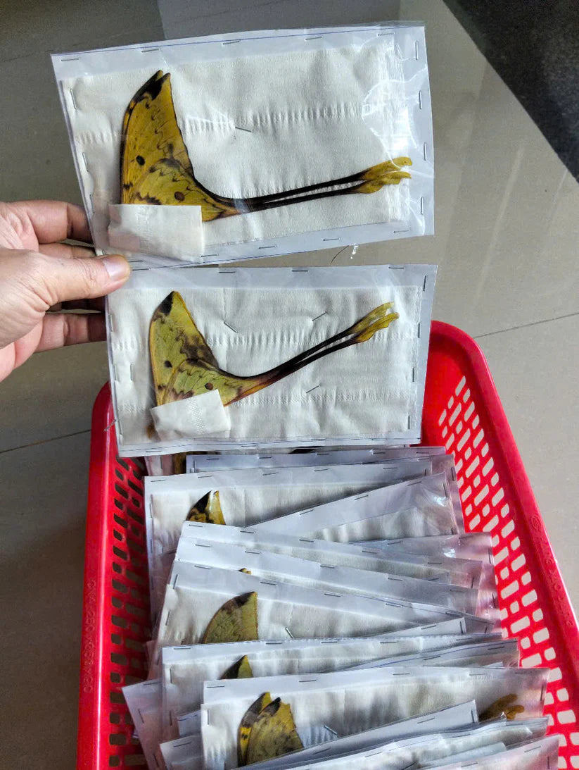 Real Long-Tailed Silkmoth (Actias maenas) - Wings Closed - Dry Specimen - Rare Saturniidae Moth