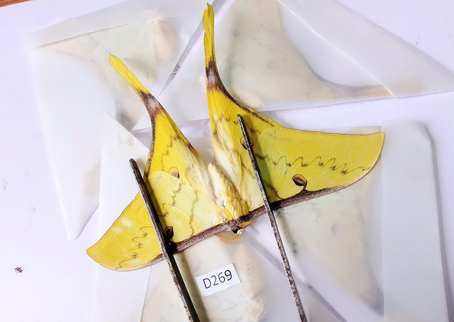 Actias siensis combo 5