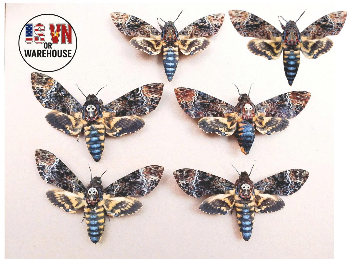 Death's-head Hawk-moth, 6 Real Moth Taxidermy Insect Death Skull Moth Oddities Wall Art Goth Decor