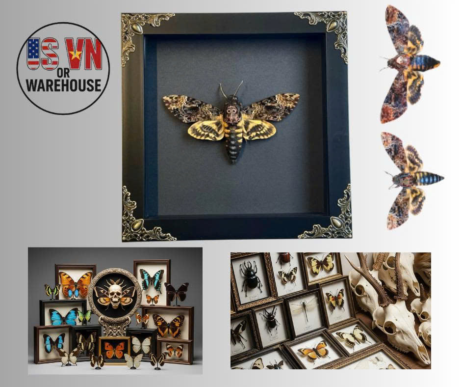 Real Acherontia Death Head Moth Frame, gift