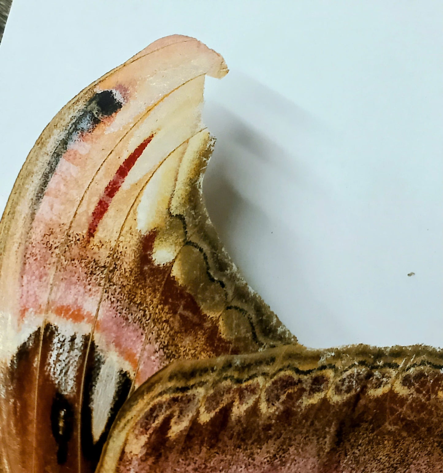 Attacus atlas – Giant Silk Moth Dry Specimen for Collecting or Framing
