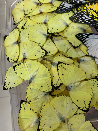 4 Catopsilia pomona – Lemon Emigrant Butterfly Specimen | Real Spread Butterfly | A1 Quality Display Insect