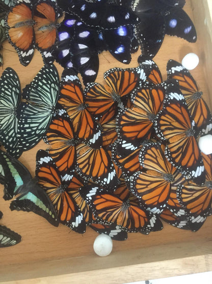 20 pcs Mix A1 Butterflies