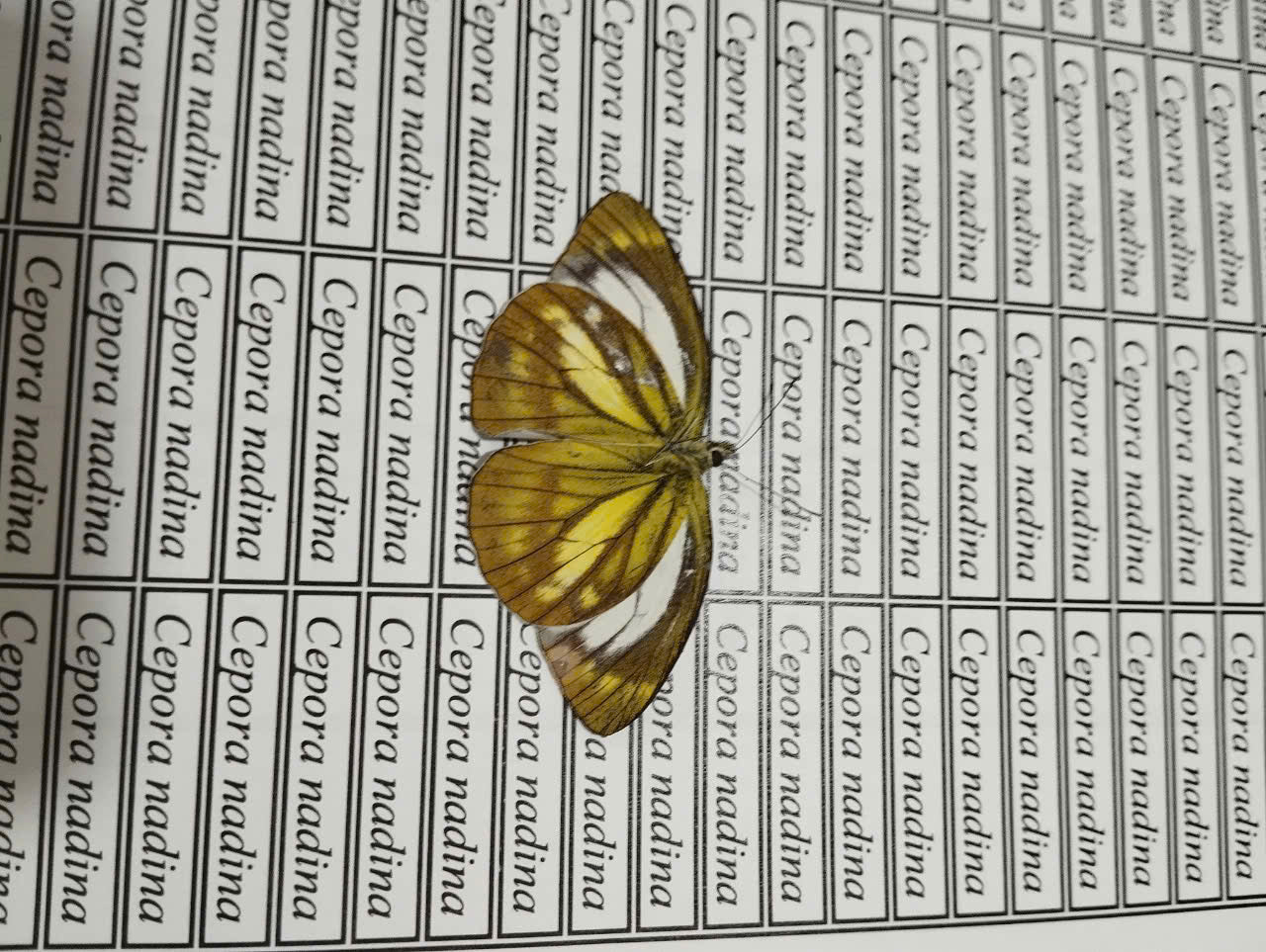 20 pcs Mix A1 Butterflies