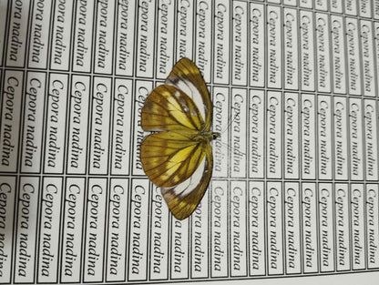 20 pcs Mix A1 Butterflies