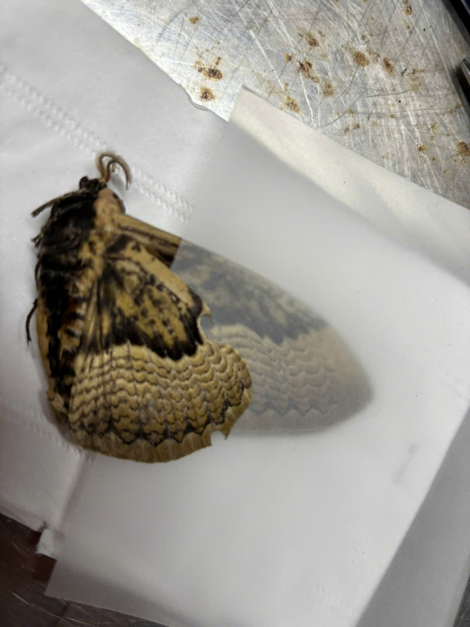 Brahmaea hearseyi Real Brahmin Moth Specimen Wings close | Giant Owl Pattern Moth | Exotic Entomology Display | A1 Quality