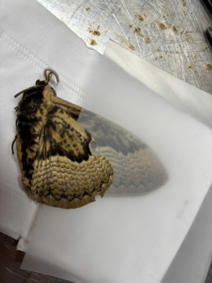 Brahmaea hearseyi Real Brahmin Moth Specimen Wings close | Giant Owl Pattern Moth | Exotic Entomology Display | A1 Quality
