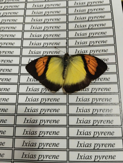 20 pcs Mix A1 Butterflies