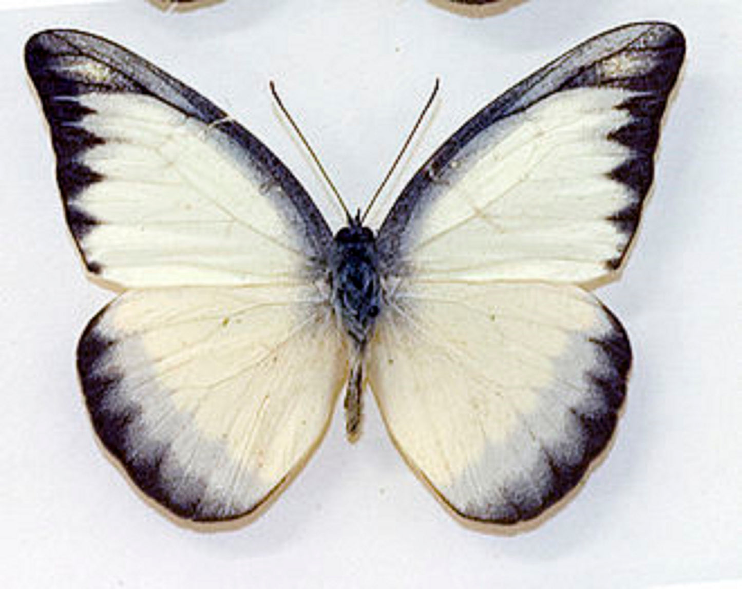 20 pcs Mix A1 Butterflies